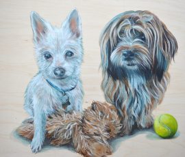 Animal Portrait Dog Portrait