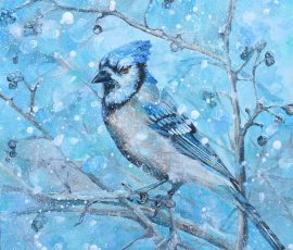 winter bluejay